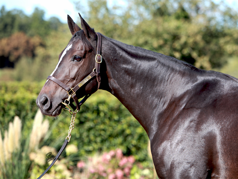 Haras de L'Hotellerie