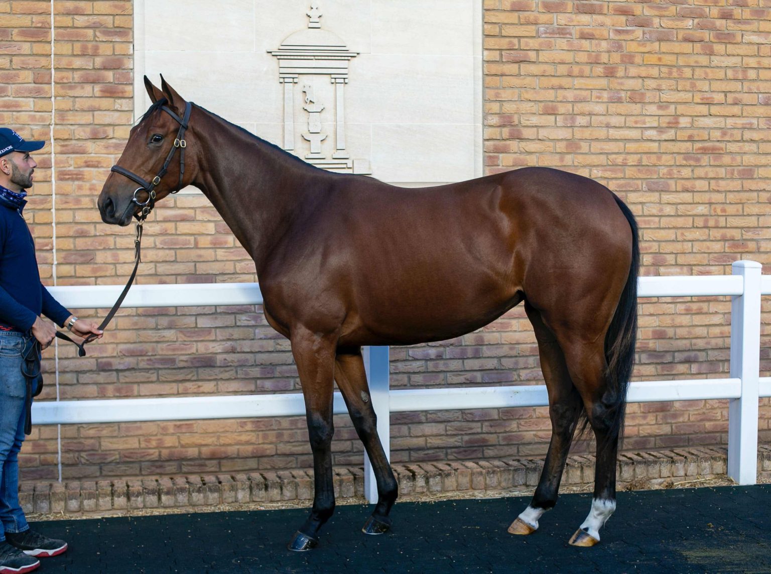 You Got Me as a yearling 2022 at Tattersalls Lot 386 TBK14751©Tattersalls