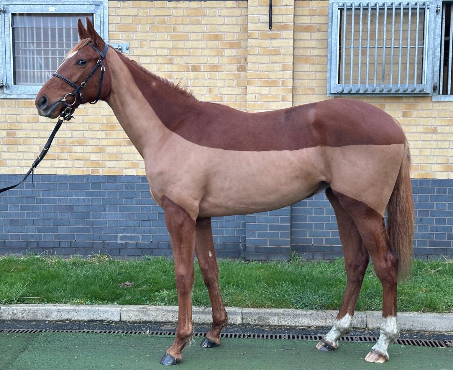 Waldlerche filly