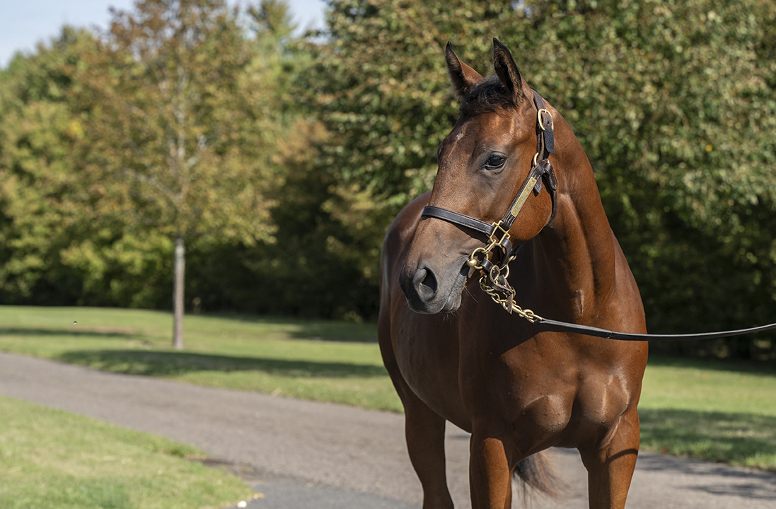 Lot 508 Dubawi Waldlerche-3head